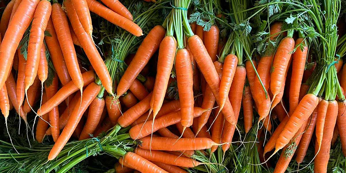 Carote, il clima ingolfa produzione e mercati